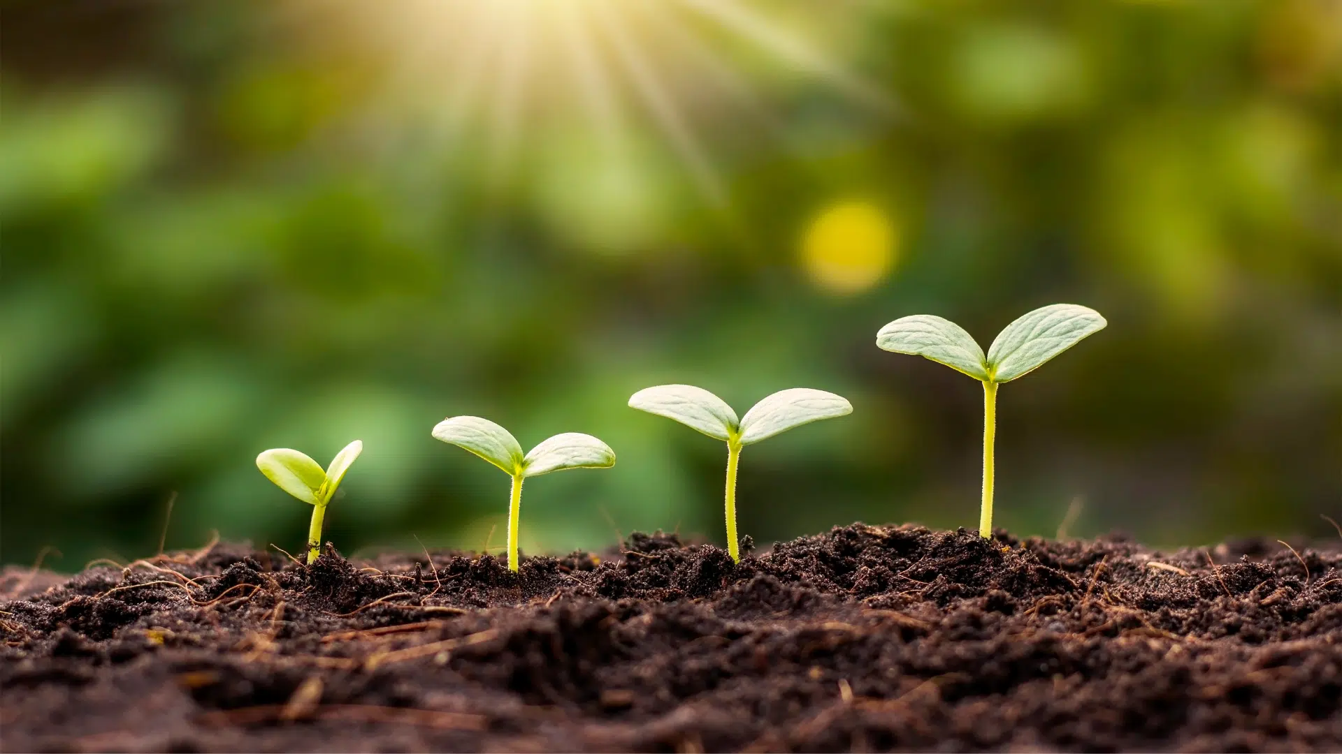 A group of 4 seedlings in dirt navigating the different stages of growth